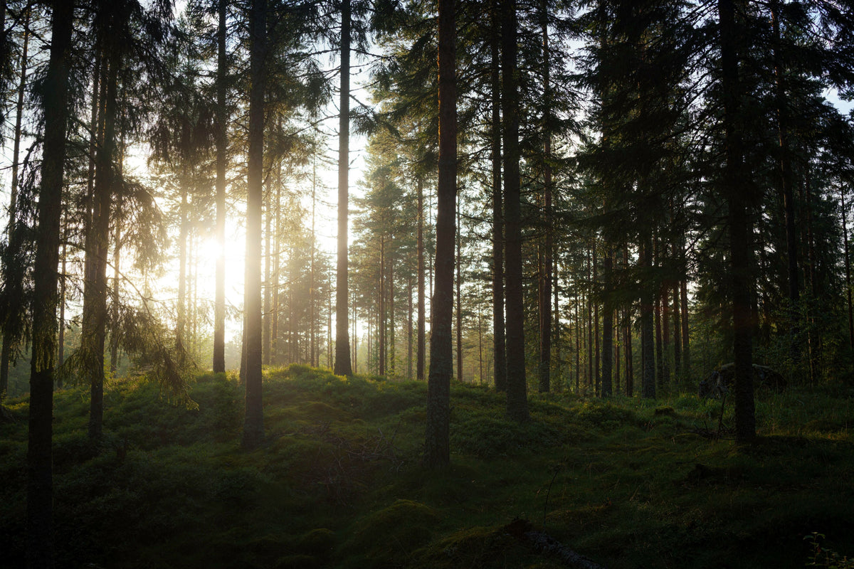 Metsänpeitto: When the Finnish Forest Hides the Familiar World